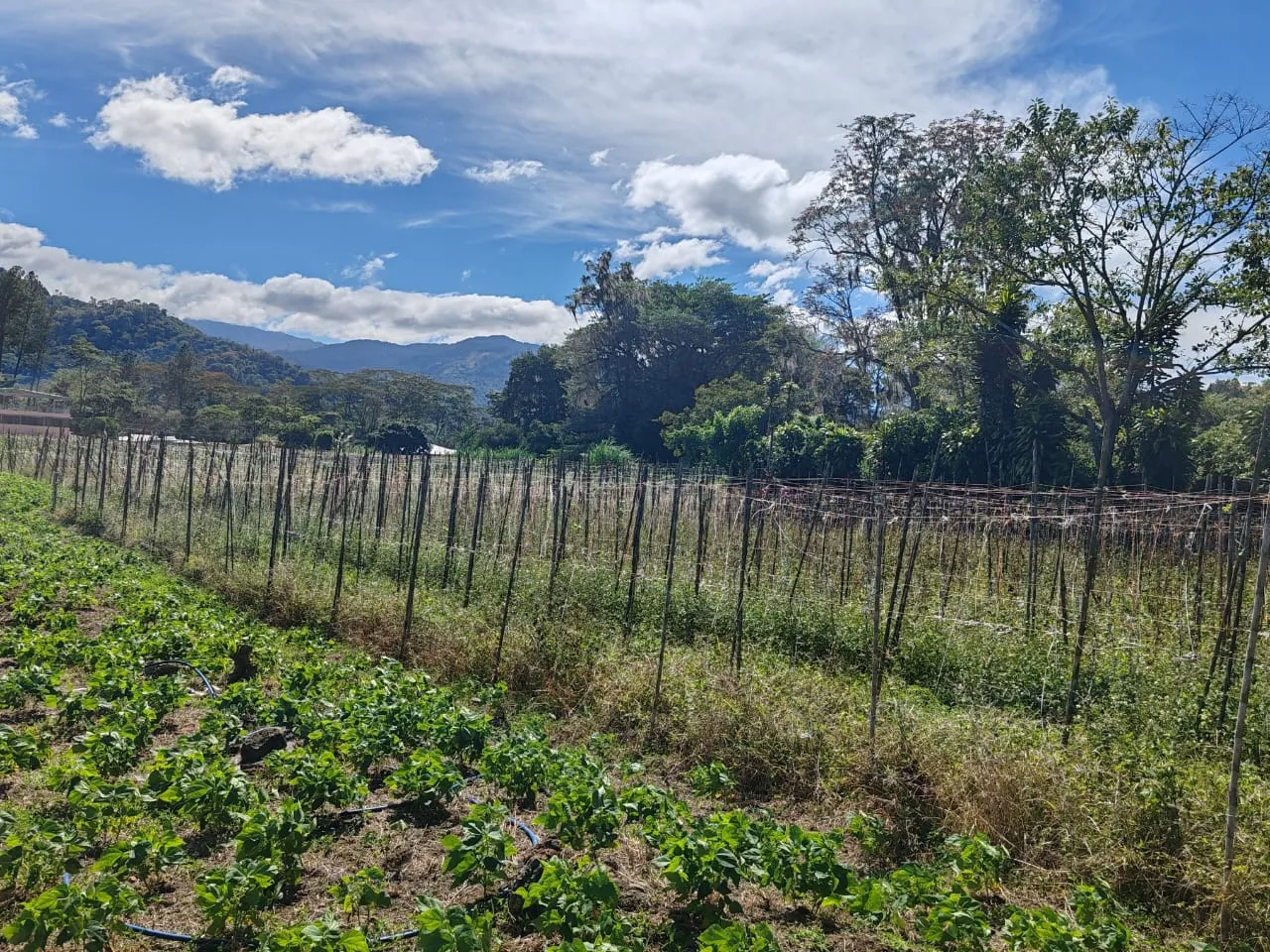 Terreno en venta en Cartago, Cartago